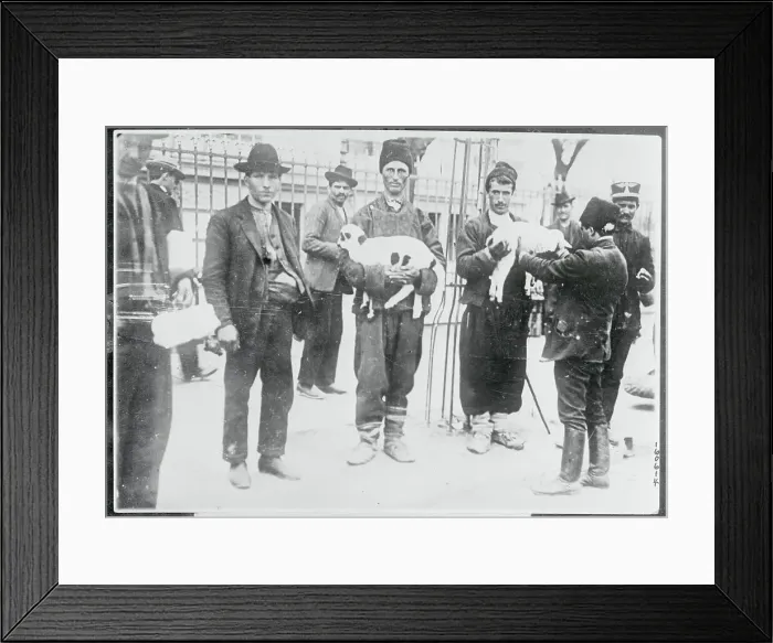 Framed Print : Lamb Merchants Framed Print : Lamb Merchants