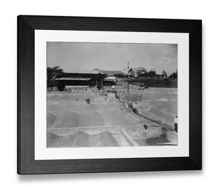 Framed Print : Costa Rican Coffee Plantation Framed Print : Costa Rican Coffee Plantation