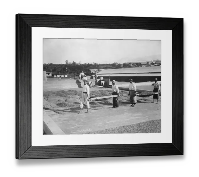 Framed Print : Scene on Coffee Plantation Framed Print : Scene on Coffee Plantation