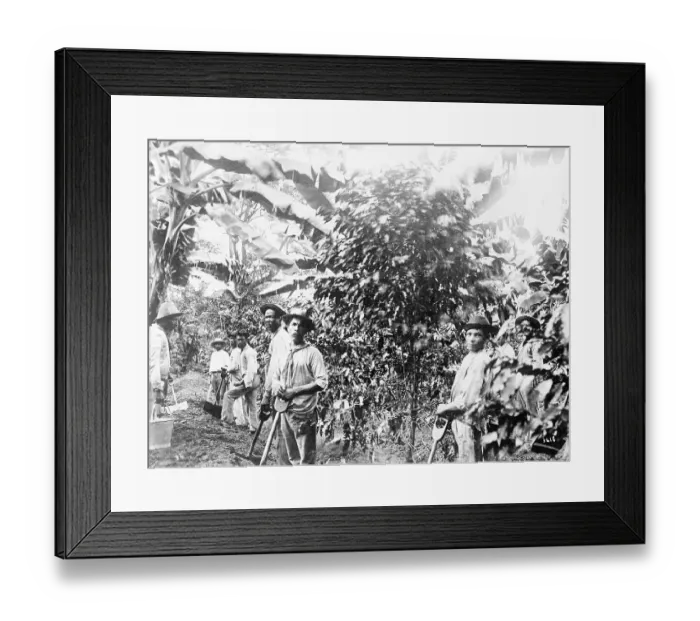 Framed Print : Coffee Plantation Workers Framed Print : Coffee Plantation Workers