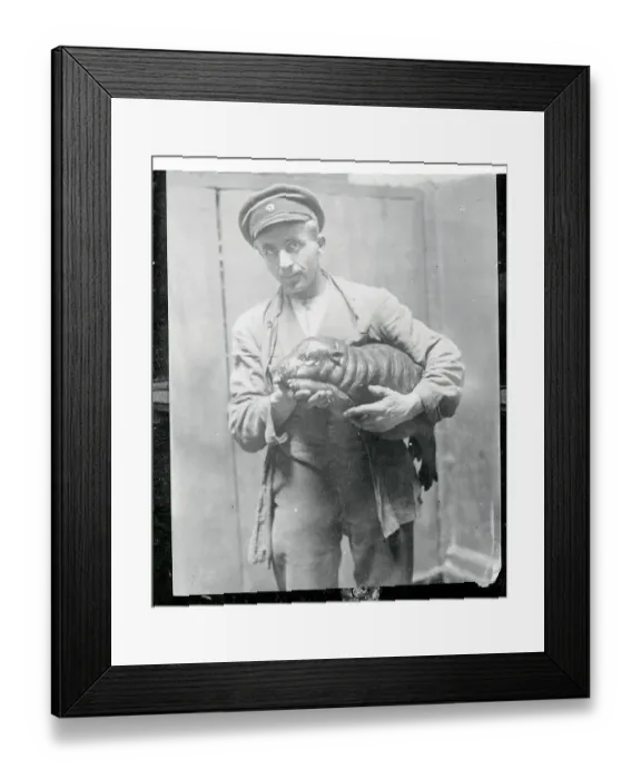 Framed Print : Baby Hippopotamus Framed Print : Baby Hippopotamus