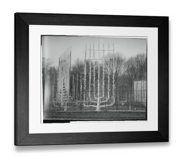 Framed Print : Unusual Trees at Versailles Framed Print : Unusual Trees at Versailles