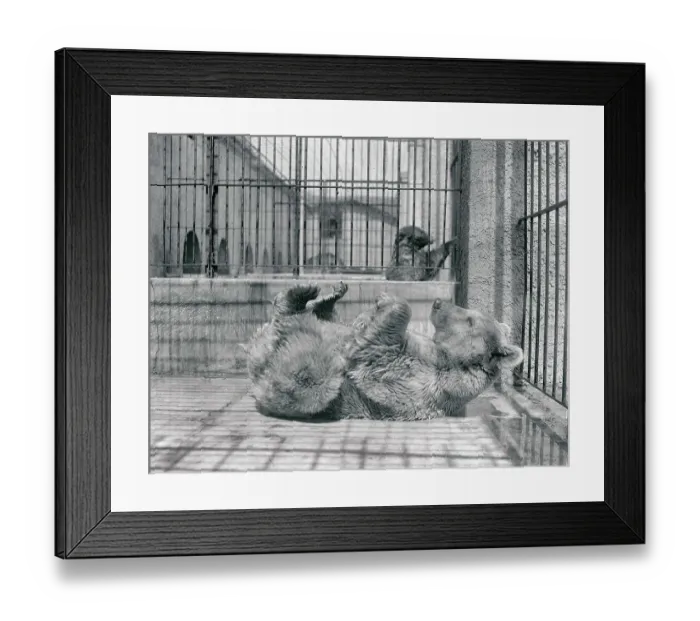 Framed Print : Grizzly Bear of Europe Framed Print : Grizzly Bear of Europe