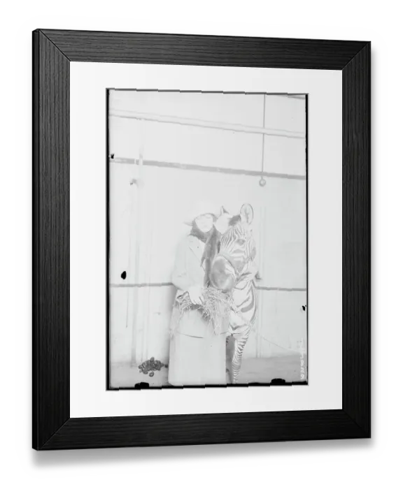 Framed Print : Woman Feeding Circus Zebra Framed Print : Woman Feeding Circus Zebra