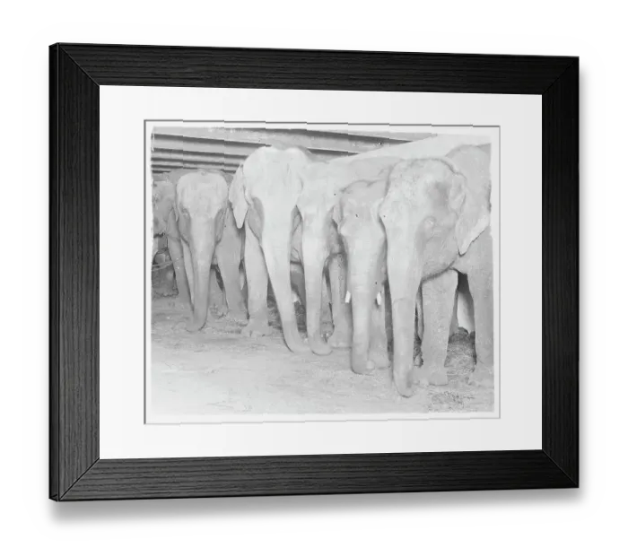 Framed Print : Circus Elephants Standing Together Framed Print : Circus Elephants Standing Together