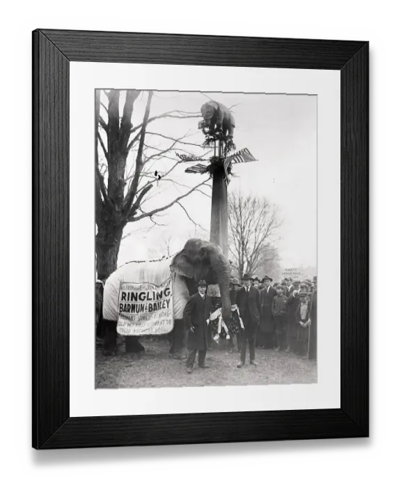 Framed Print : Elephant Placing Wreath On Memorial Framed Print : Elephant Placing Wreath On Memorial