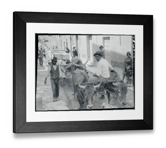 Framed Print : Oxen Walking Through Quarries of Carerra Framed Print : Oxen Walking Through Quarries of Carerra