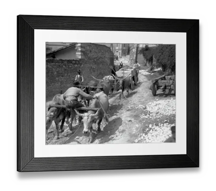 Framed Print : Oxen Walking Through Quarries of Carerra Framed Print : Oxen Walking Through Quarries of Carerra
