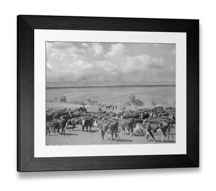 Framed Print : Cattle Grazing Framed Print : Cattle Grazing