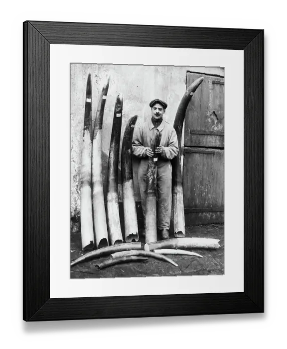 Framed Print : Man Posing With Tusks Framed Print : Man Posing With Tusks
