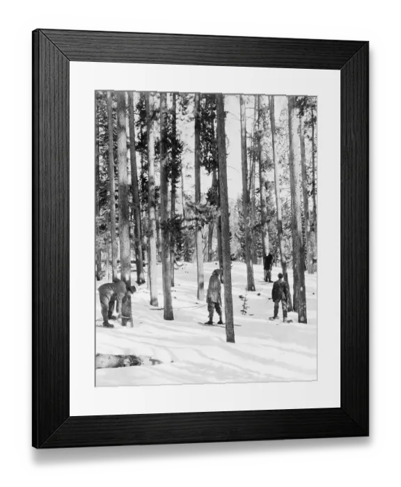 Framed Print : Forest Rangers Marking Trees Framed Print : Forest Rangers Marking Trees