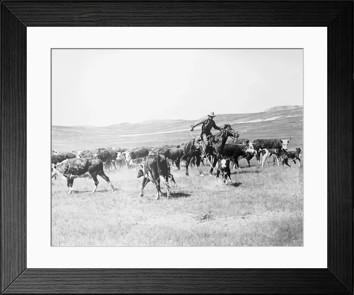 Framed Print : Cowboy Herding Cattle Framed Print : Cowboy Herding Cattle