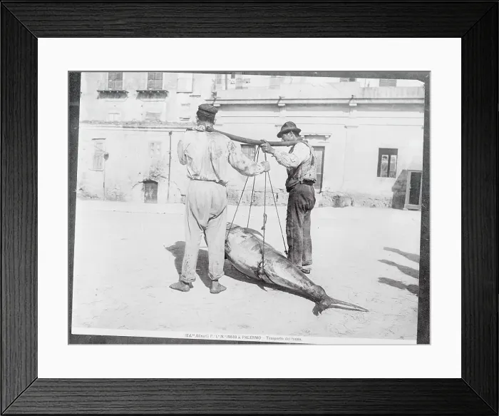 Framed Print : Men Handling a Huge Fish Framed Print : Men Handling a Huge Fish