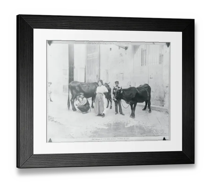Framed Print : View of Family During Cow Milking Framed Print : View of Family During Cow Milking