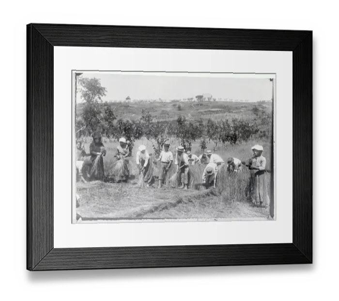 Framed Print : Hat Makers Collecting Straw From Field Framed Print : Hat Makers Collecting Straw From Field