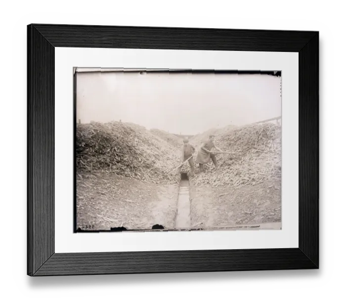 Framed Print : Men Resume Chicory Production After War Framed Print : Men Resume Chicory Production After War