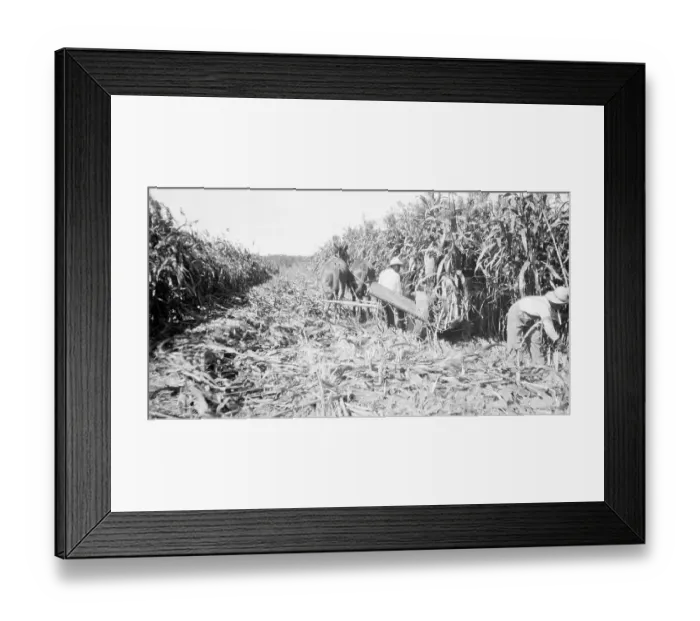 Framed Print : Worker Cuts Sugar Cane In Cuba Framed Print : Worker Cuts Sugar Cane In Cuba