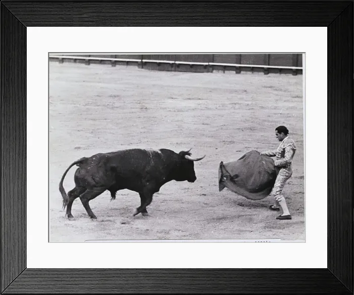 Framed Print : Bull Fighter Tempting His Subject in the Ring Framed Print : Bull Fighter Tempting His Subject in the Ring