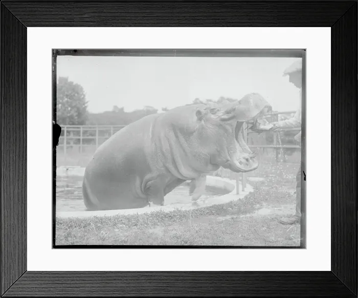Framed Print : Hippo Having Teeth cleaned Framed Print : Hippo Having Teeth cleaned