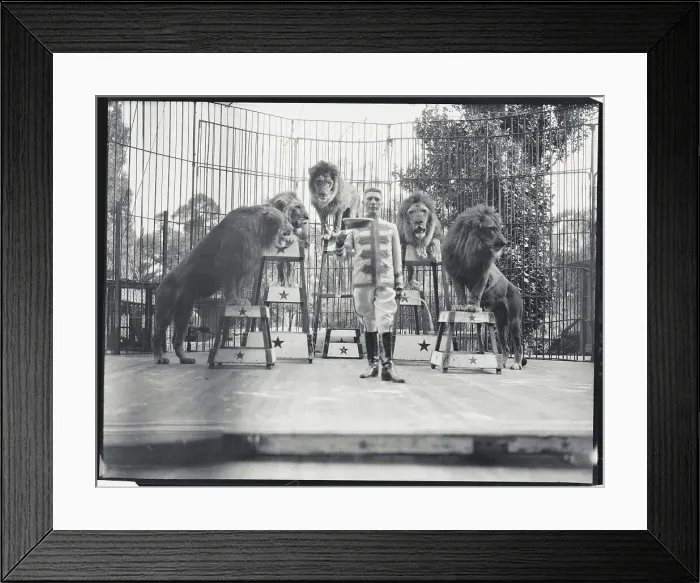 Framed Print : Lion Tamer Posing with His Lions Framed Print : Lion Tamer Posing with His Lions