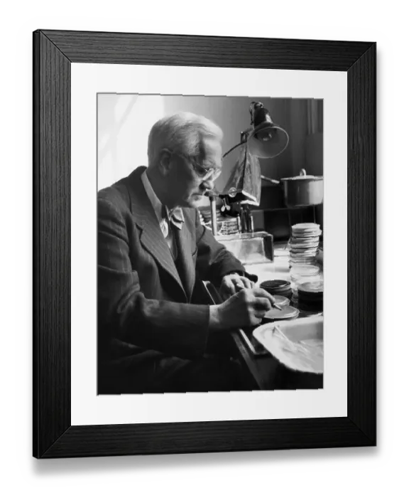 Framed Print : Alexander Fleming Working in his Laboratory Framed Print : Alexander Fleming Working in his Laboratory
