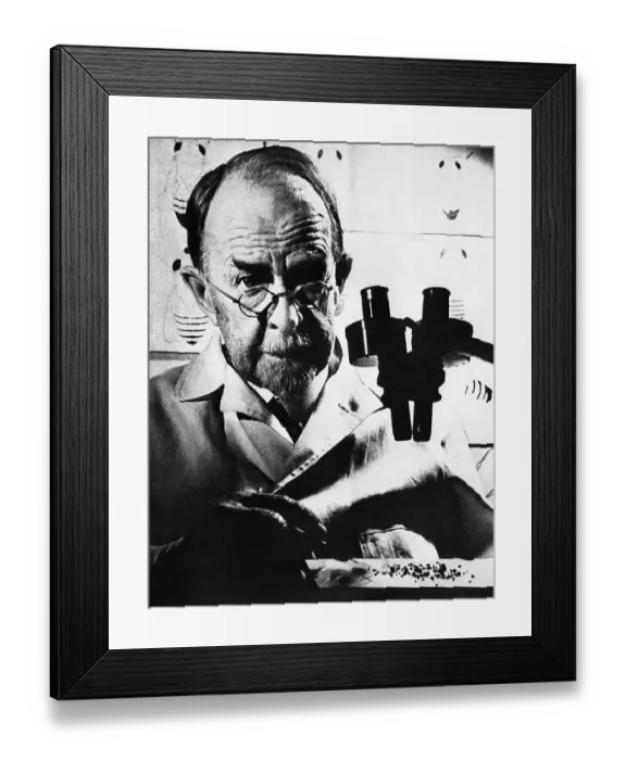 Framed Print : Thomas Hunt Morgan with Microscope Framed Print : Thomas Hunt Morgan with Microscope