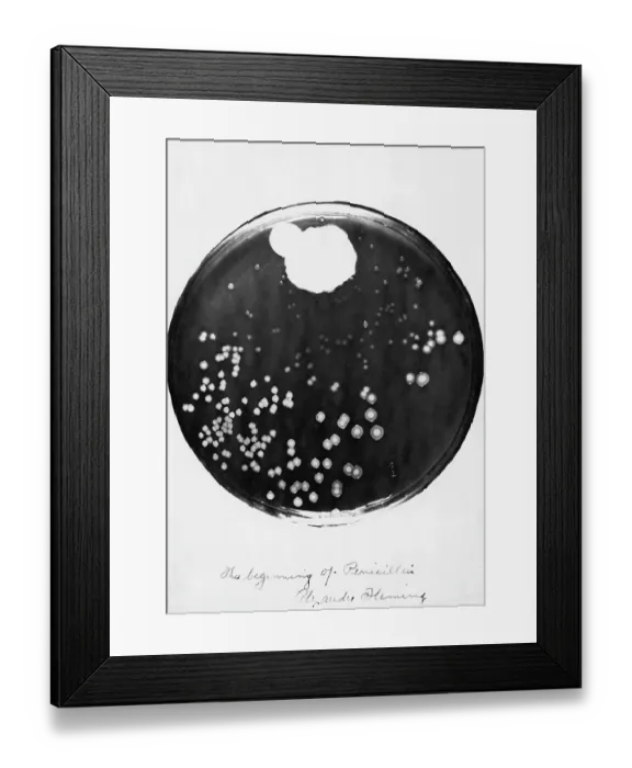 Framed Print : Penicillin and Staphylococci in a Petri Dish