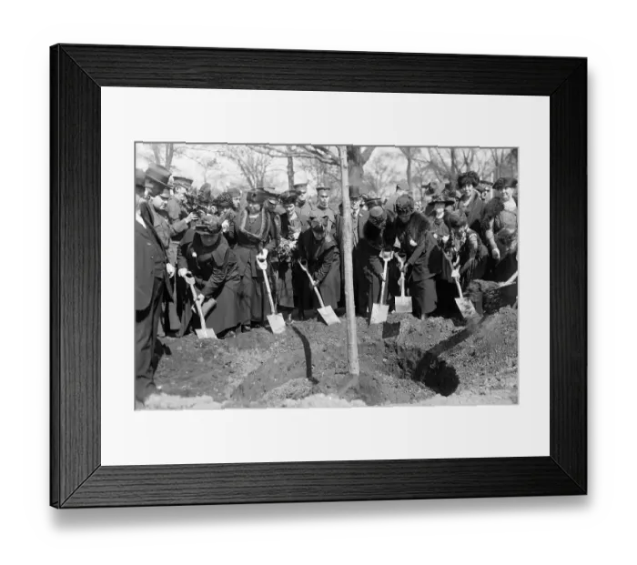 Framed Print : Mothers Planting Tree During Ceremony