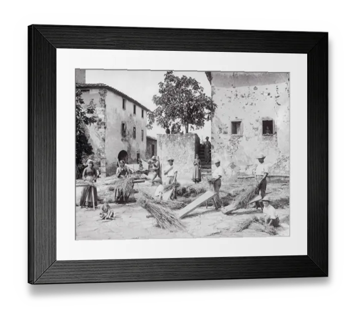 Framed Print : Men and Women Working in Wheat Field Framed Print : Men and Women Working in Wheat Field