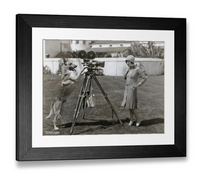 Framed Print : Flash the Wonder Dog Filming Louise Lorraine Framed Print : Flash the Wonder Dog Filming Louise Lorraine