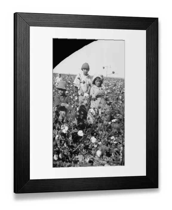 Framed Print : Mexican Field Laborers in Cotton Field Framed Print : Mexican Field Laborers in Cotton Field