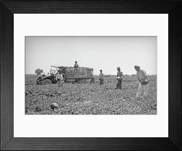 Framed Print : Californian Melon Harvest Framed Print : Californian Melon Harvest