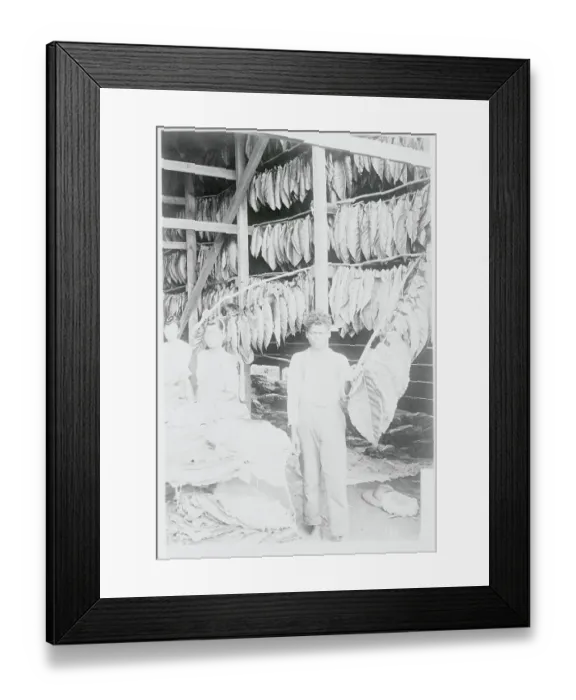 Framed Print : Natives Drying Tobacco Leaves