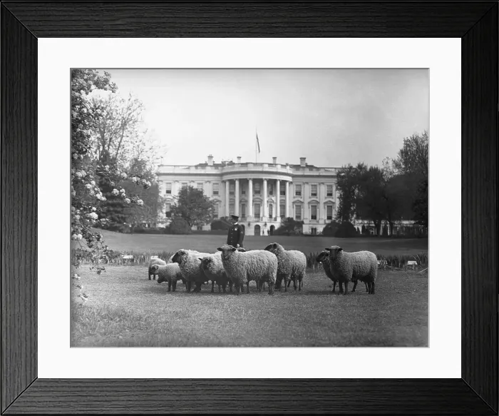 Framed Print : Sheep Grazing on White House Lawn