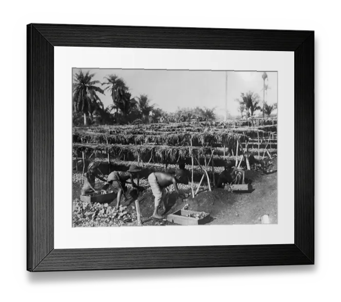 Framed Print : Working on a Tobacco Plantation Framed Print : Working on a Tobacco Plantation