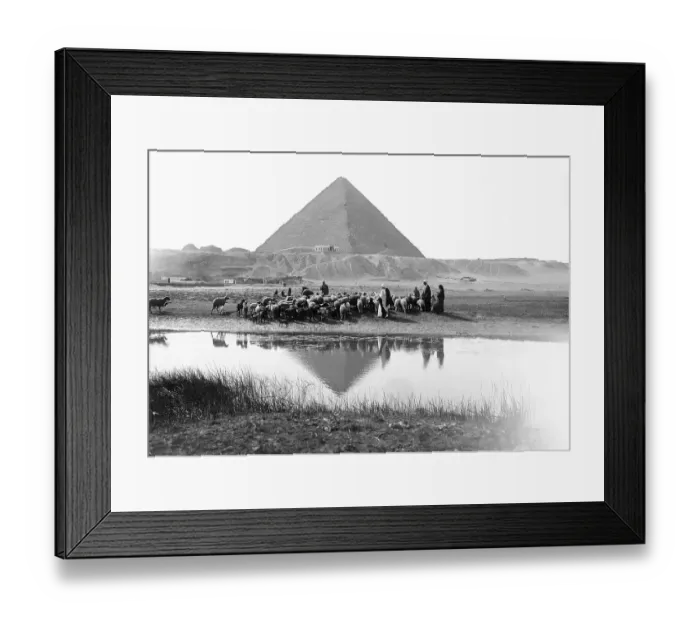 Framed Print : Man Herding Sheep Near the Pyramids Framed Print : Man Herding Sheep Near the Pyramids