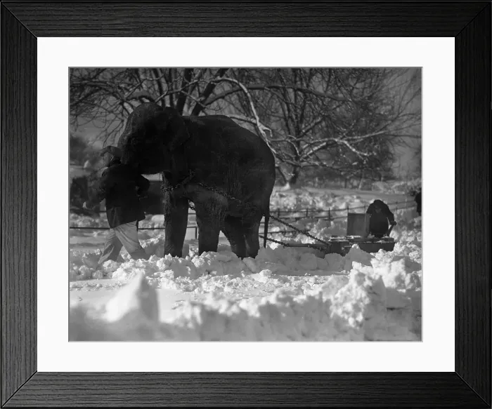 Framed Print : Elephant pulling sleigh in snow Framed Print : Elephant pulling sleigh in snow