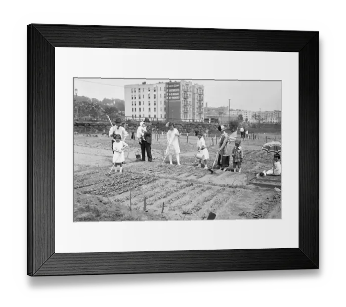 Framed Print : Japanese People Cultivating Plot in New York City Framed Print : Japanese People Cultivating Plot in New York City