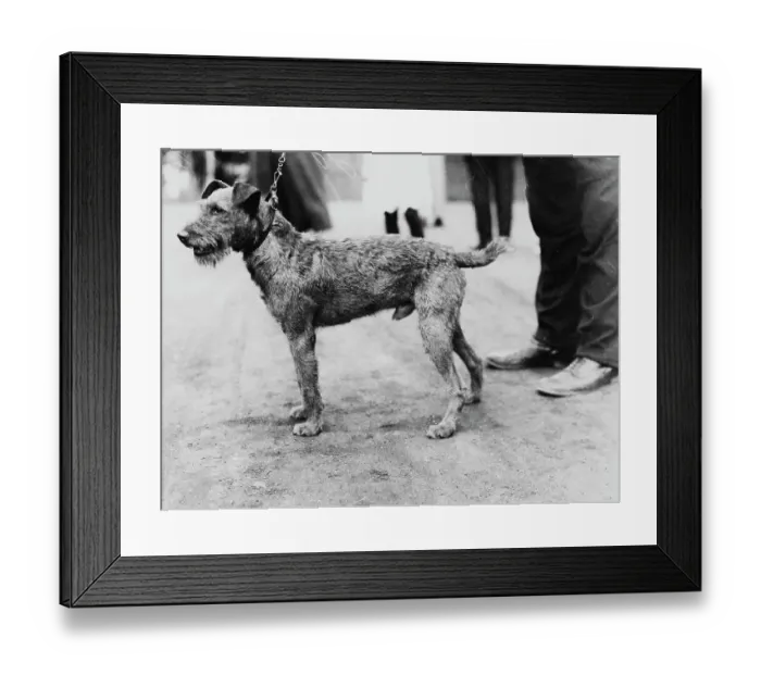 Framed Print : Hudson County Kennel Club Dog Show Framed Print : Hudson County Kennel Club Dog Show
