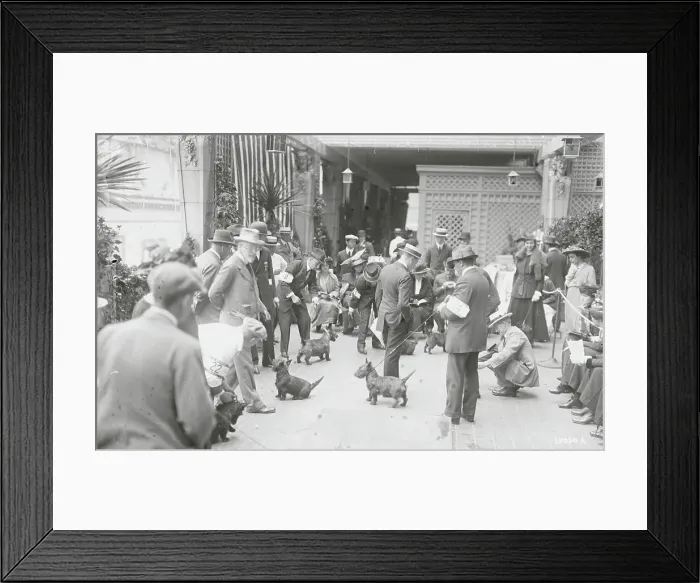 Framed Print : Owners with Scottish Terriers at Dog Show Framed Print : Owners with Scottish Terriers at Dog Show