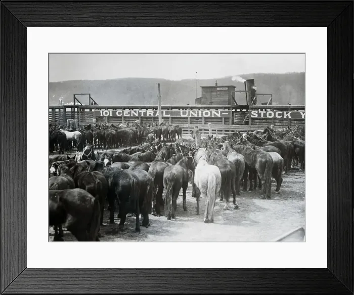 Framed Print : Horses Crowded for Transport Framed Print : Horses Crowded for Transport