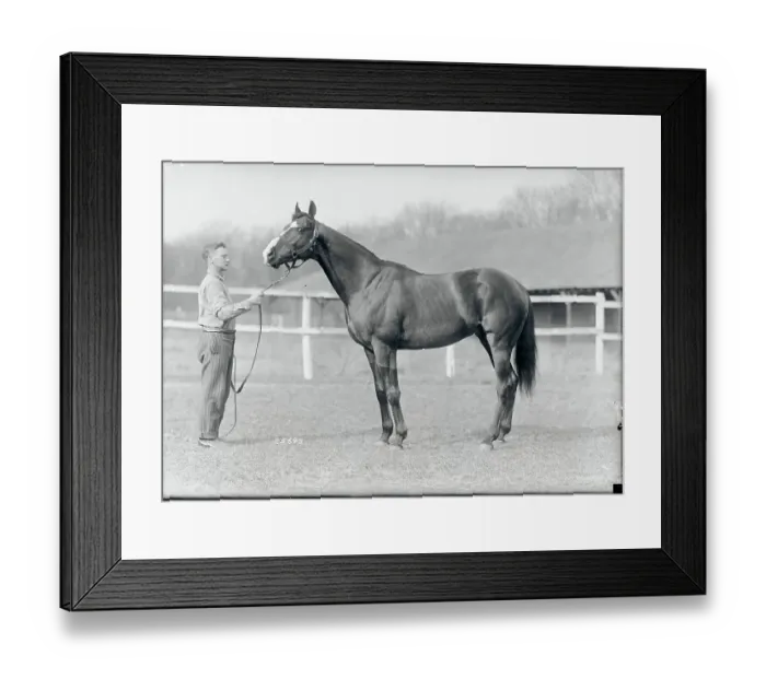Framed Print : Racehorse Posing With Stable Worker Framed Print : Racehorse Posing With Stable Worker