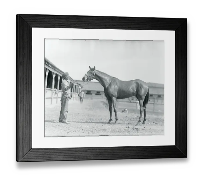 Framed Print : Racehorse Posing With Stable Worker Framed Print : Racehorse Posing With Stable Worker