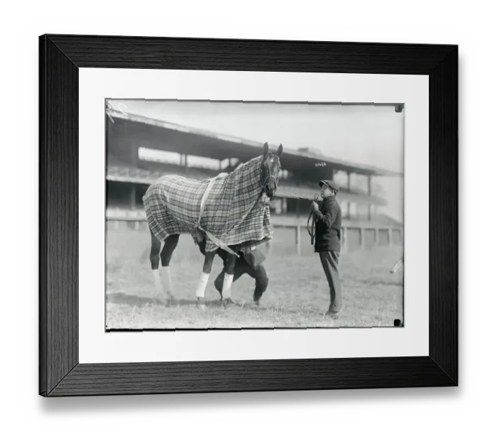Framed Print : Racehorse Posing In His Blanket Framed Print : Racehorse Posing In His Blanket
