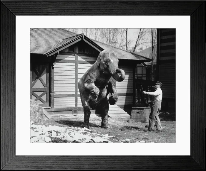Framed Print : Hattie The Elephant Framed Print : Hattie The Elephant