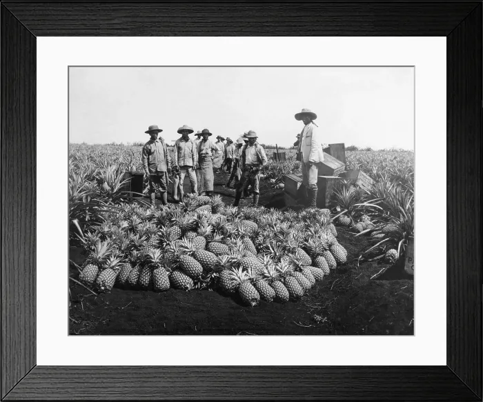 Framed Print : Farm Workers Beside Pineapple Stack Framed Print : Farm Workers Beside Pineapple Stack