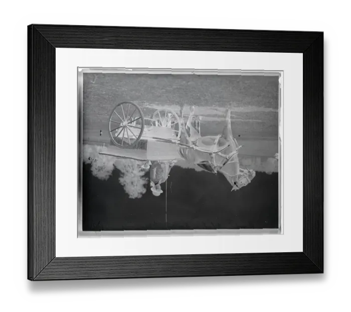 Framed Print : Barbara Whitney Driving Horse Framed Print : Barbara Whitney Driving Horse