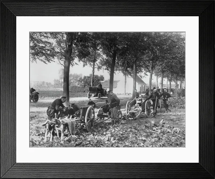 Framed Print : Dog-Drawn Belgian Ammunition Train Framed Print : Dog-Drawn Belgian Ammunition Train