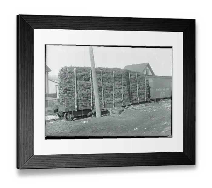 Framed Print : Christmas Trees Going to Market Framed Print : Christmas Trees Going to Market