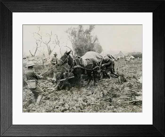 Framed Print : Mule Team Sinking Framed Print : Mule Team Sinking